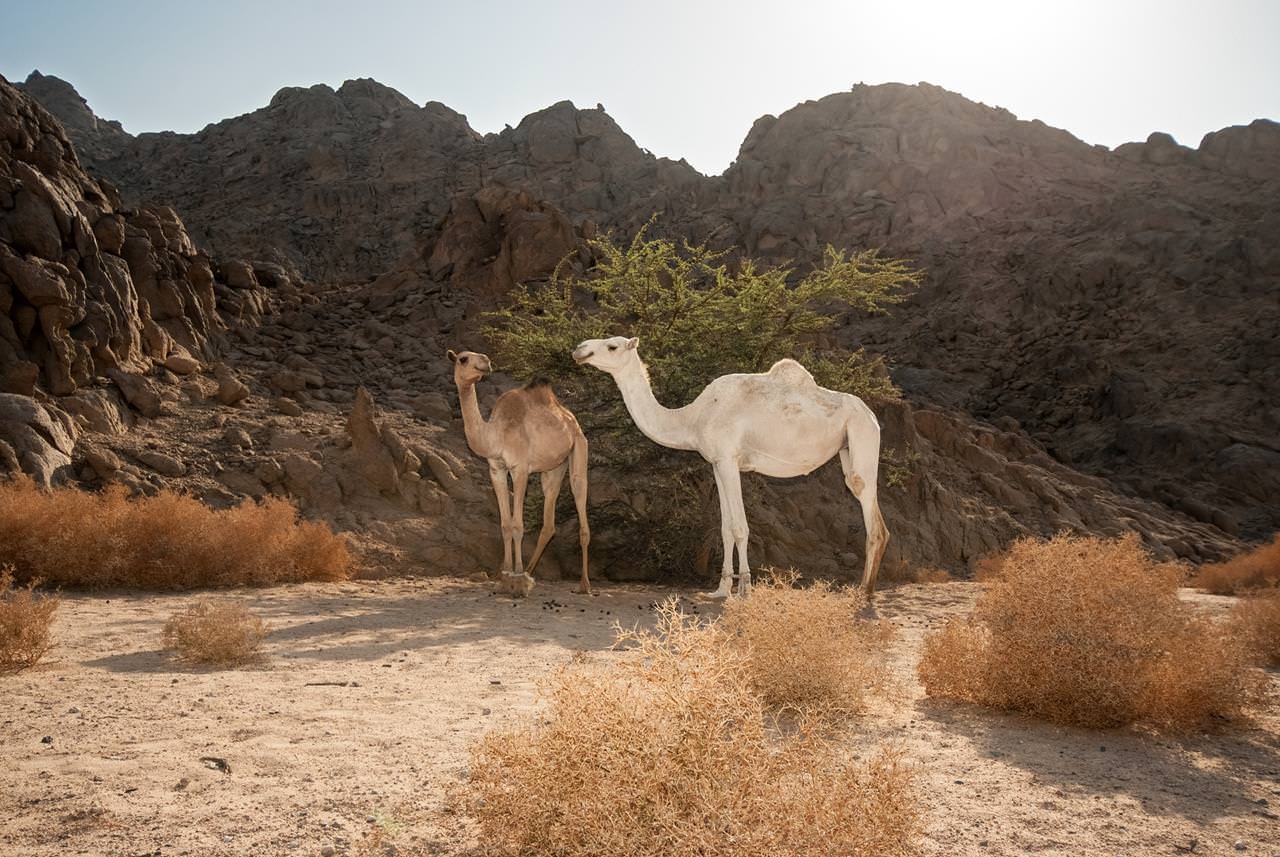 Wadi El Gemal Tours in Marsa Alam
