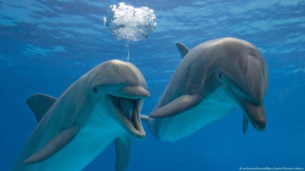 Dolphin House Tours in Marsa Alam