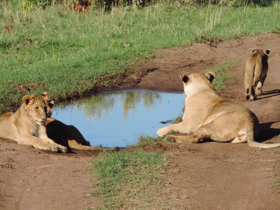 Kenya Safari – Nairobi Wildlife Experience