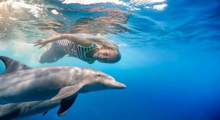 Excursiones Nadar con Delfines en Hurghada