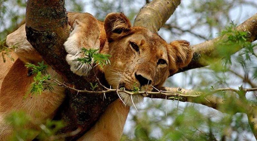 Safari Viajes Tanzania a Tarangire y el Lago Manyara
