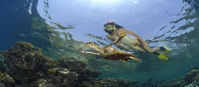 Dolphin House Tours in Marsa Alam