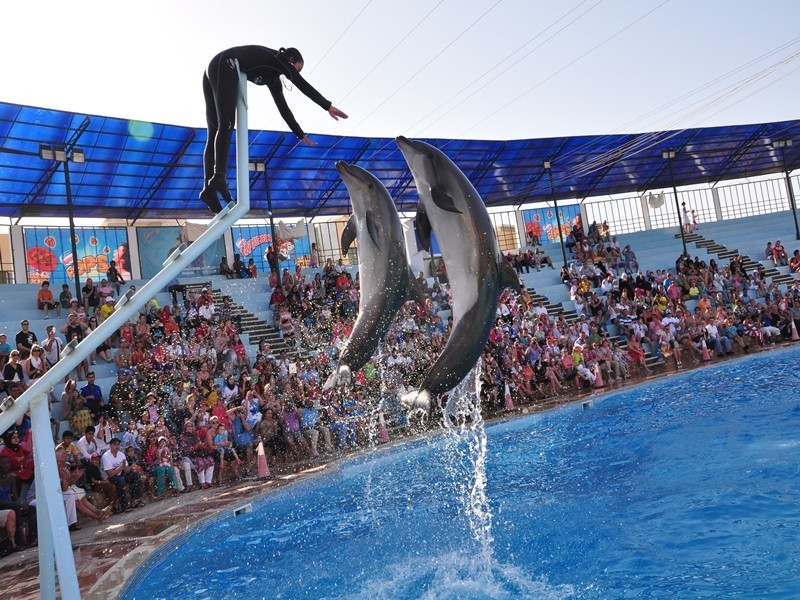 Dolphin Show Tours in Sharm El Sheikh