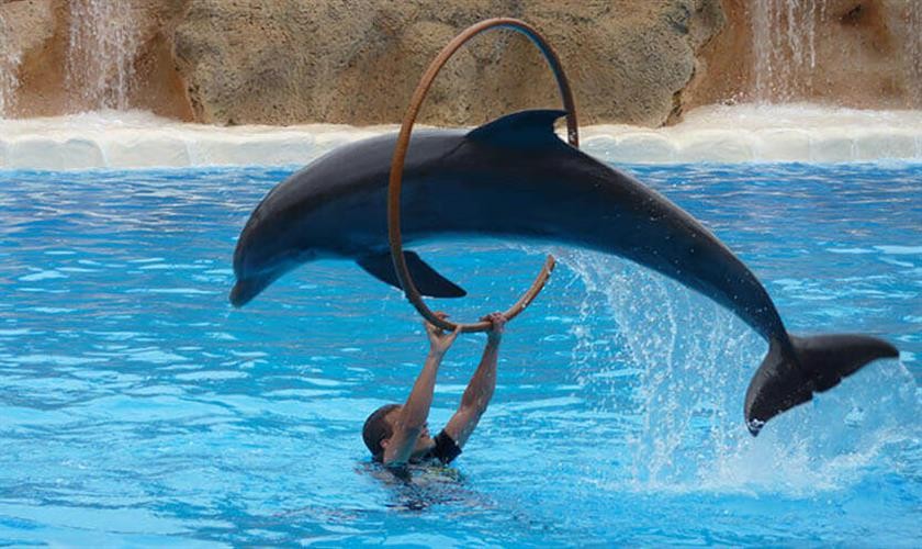 Tours El Espectàculo de Delfines en Sharm El Sheikh