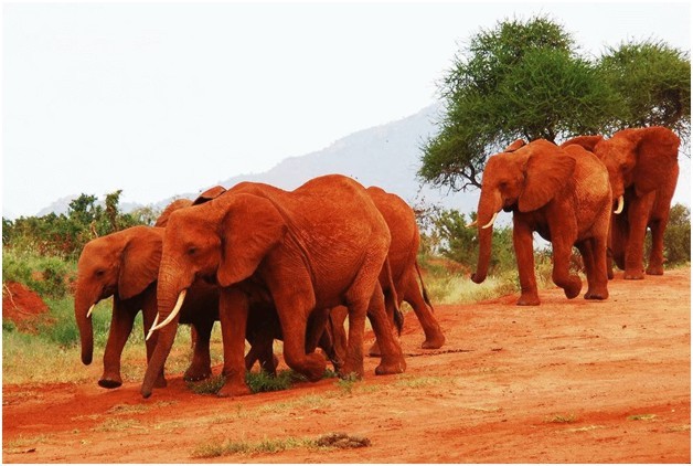 4 Days Wildlife Adventure