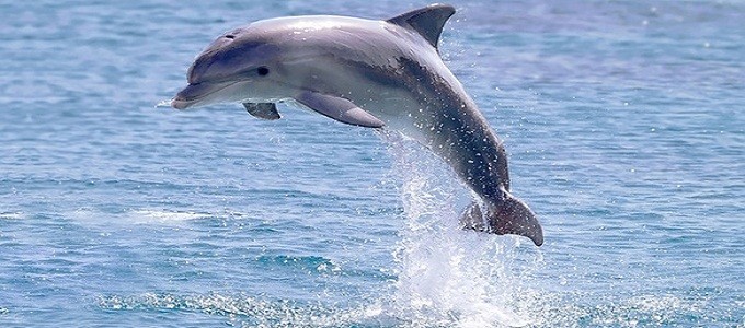 Dolphin House Tours in Marsa Alam