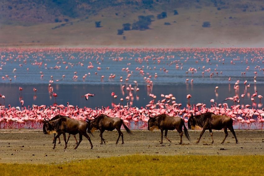 1 Nights Safari To Tarangire And Lake Manyara