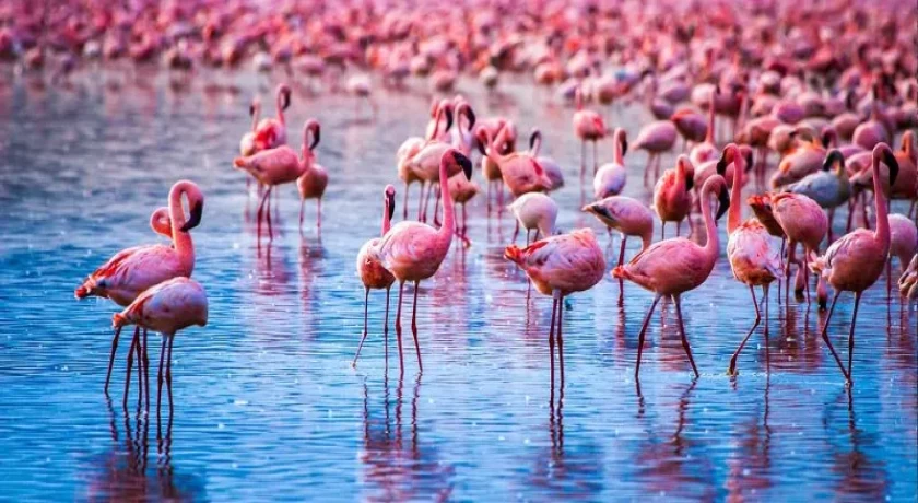 Kenya Golden Safari Experience