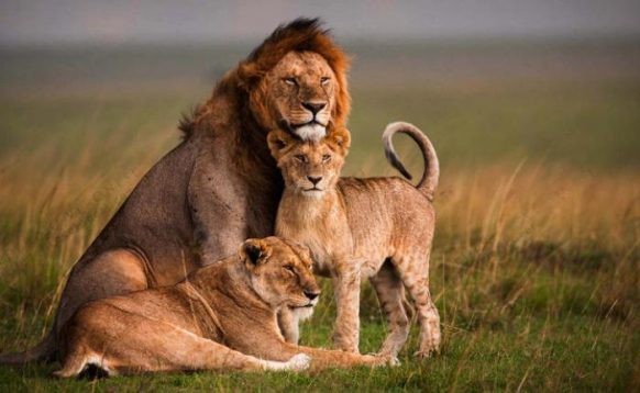 8 Days Safari And Cultural