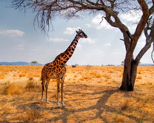 Safari Viajes en Kenia a Samburu y Masai Mara por Avión