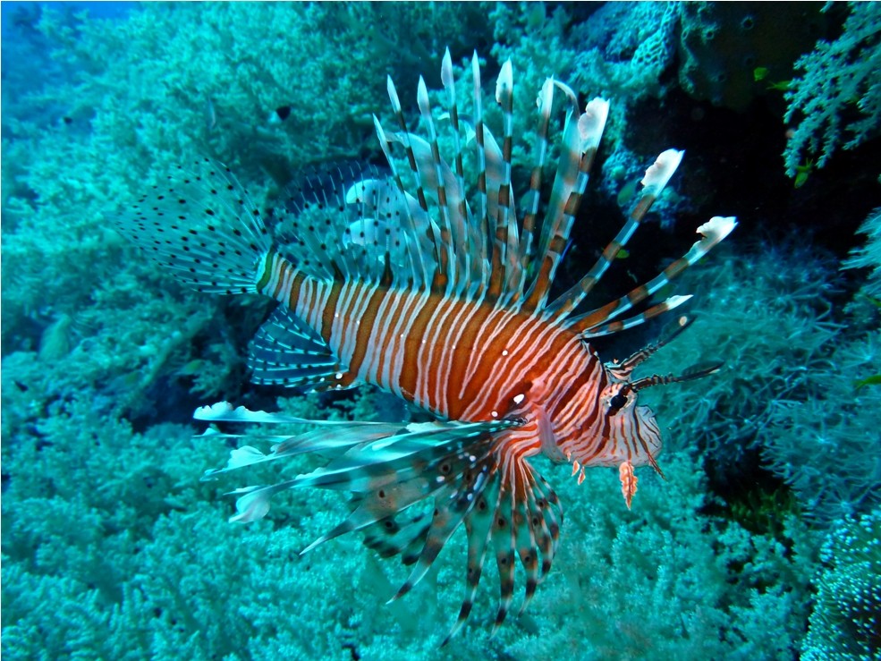 Submarine Tours from Dahab