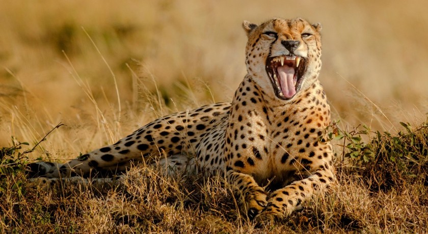7 Days Safari Camping