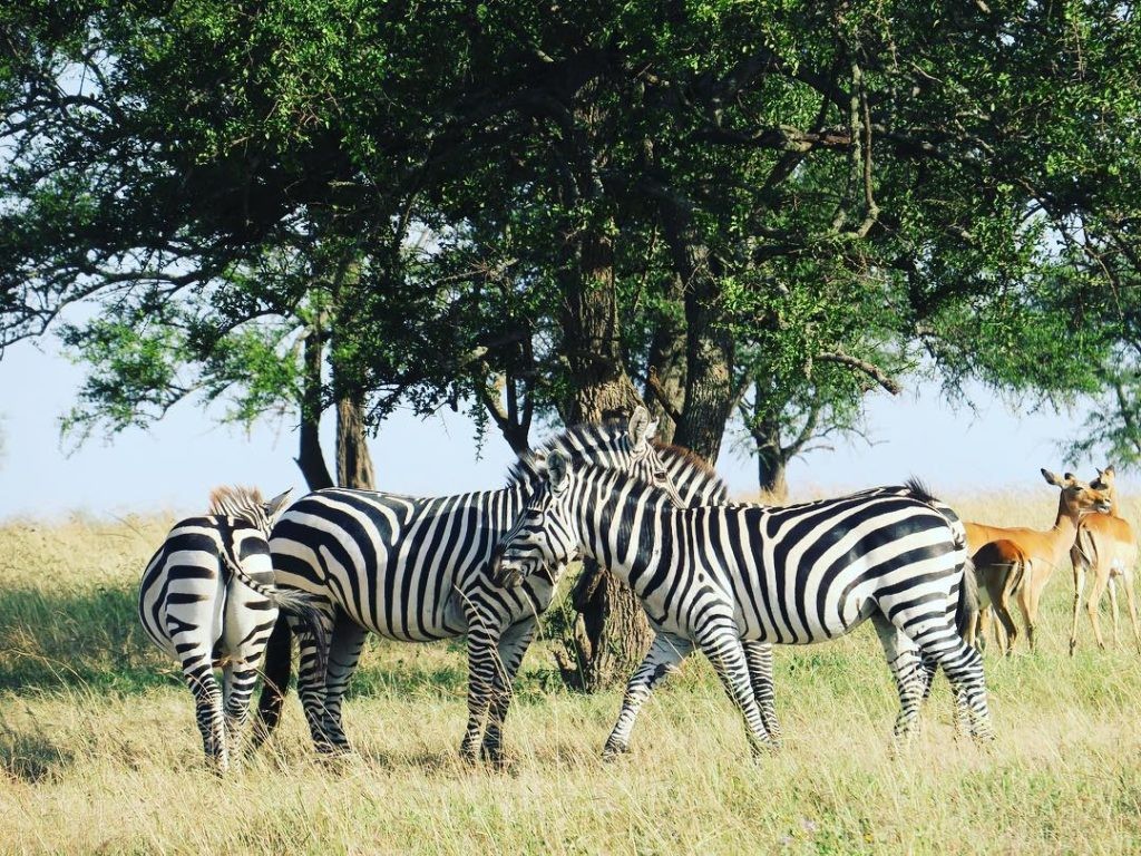 5 Days Safari Tours