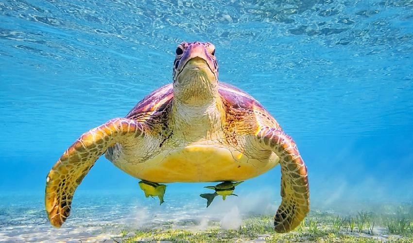 Excursión a El Quseir desde Marsa Alam