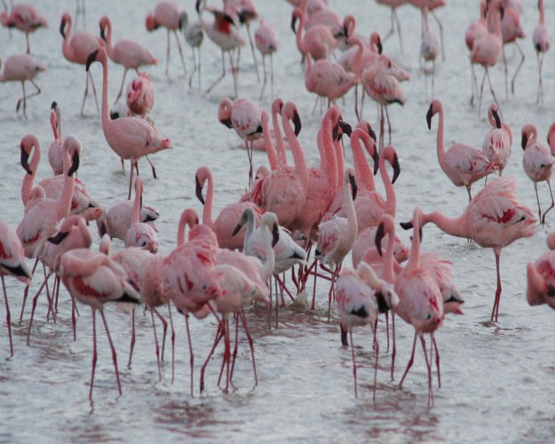 1 Noites de Safari para Tarangire e Lago Manyara