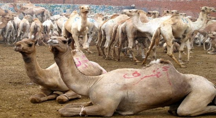 Tour pelo mercado de camelos de Birqash
