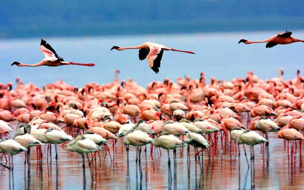 5 Days Camping Safari Tours