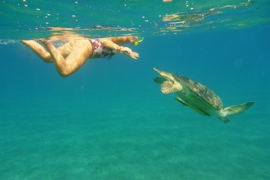 Abu Dabab Snorkeling Tour in Marsa Alam