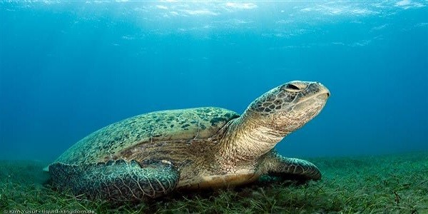 Excursión de esnórquel en la isla de Hamata , Marsa Alam