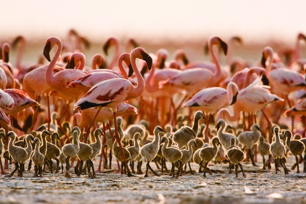 3 Days Lodge Safaris