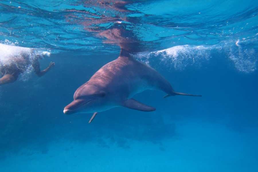 Excursión de esnórquel en Abu Dabab en Marsa Alam