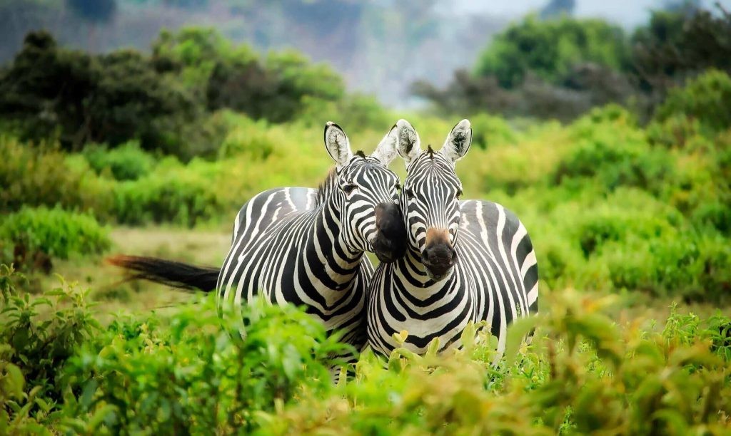 4 Days Wildlife Adventure