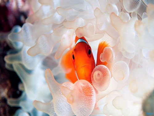 Tiran Island Tours in Sharm El Sheikh