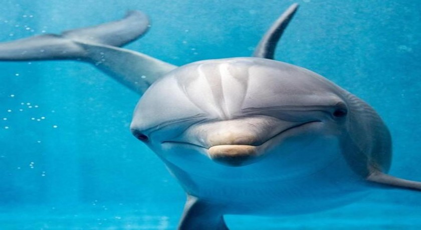 Excursiones Nadar con Delfines en Hurghada