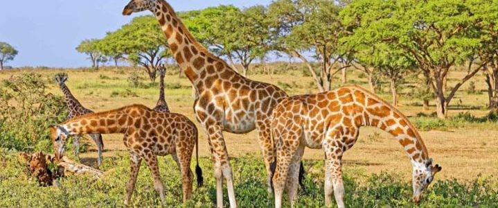 5 Days, 4 Nights Safari Tarangire, Serengeti, Ngorongoro