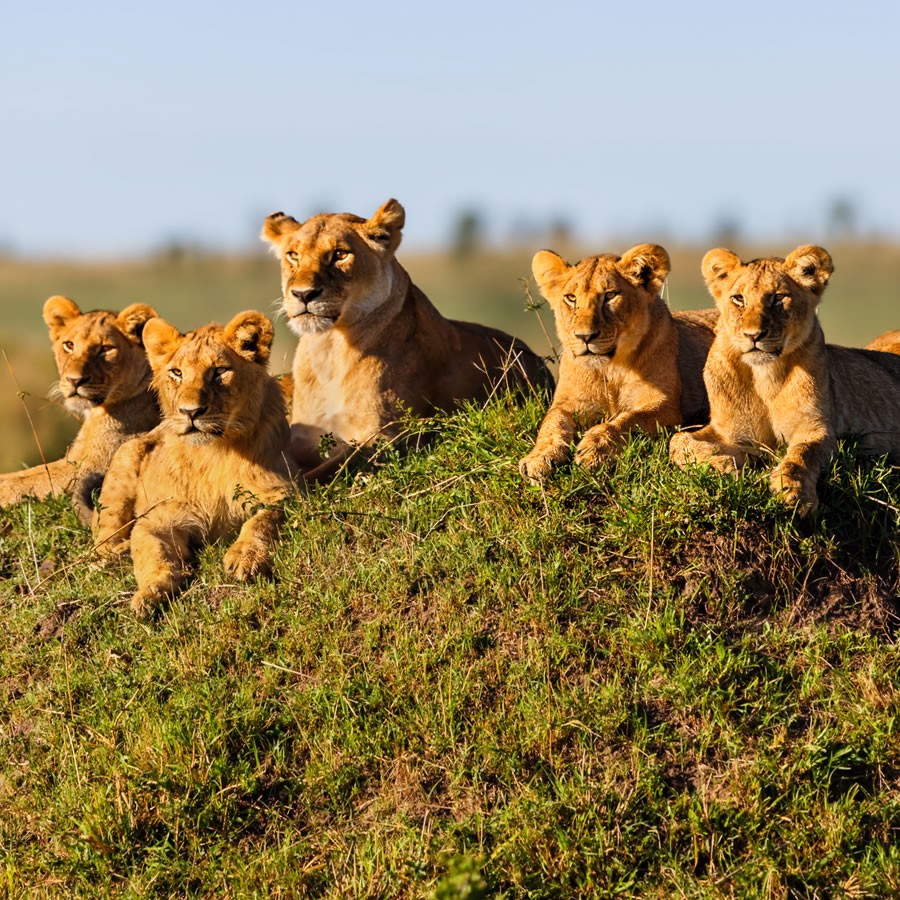 Paquetes de Viajes y Safari en Kenia