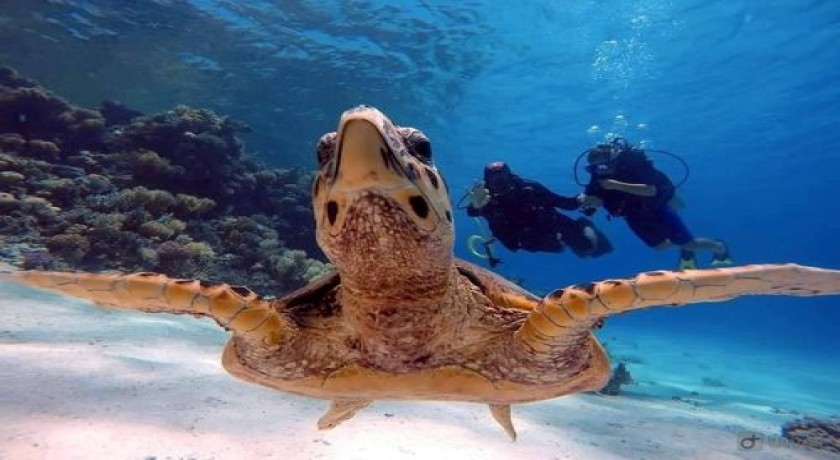 Ilhas Hamata Marsa Alam Egito Snorkeling