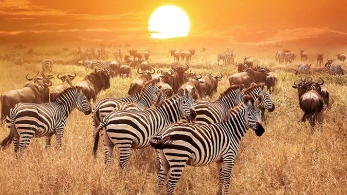 Safari Viajes en Kenia a Samburu y Masai Mara por Avión