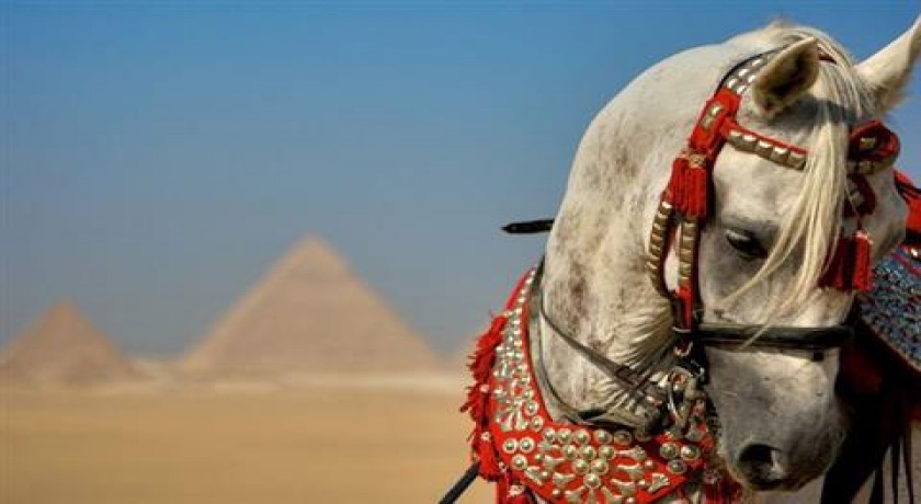 Tours O Museu e Cairo do porto de Ain Sokhna