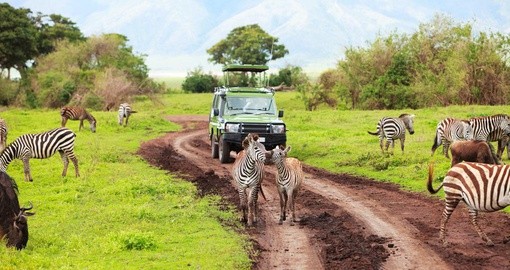 Kenya Safari – Nairobi Wildlife Experience
