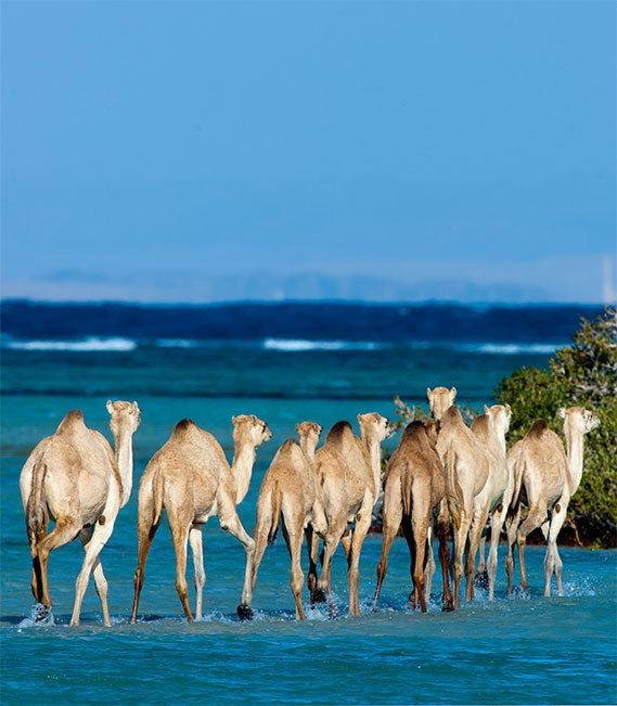 Wadi El Gemal Tours in Marsa Alam
