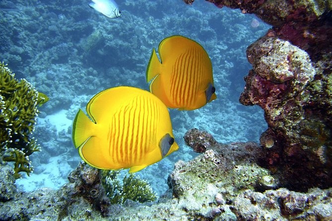El Gouna tours to Sindbad submarine