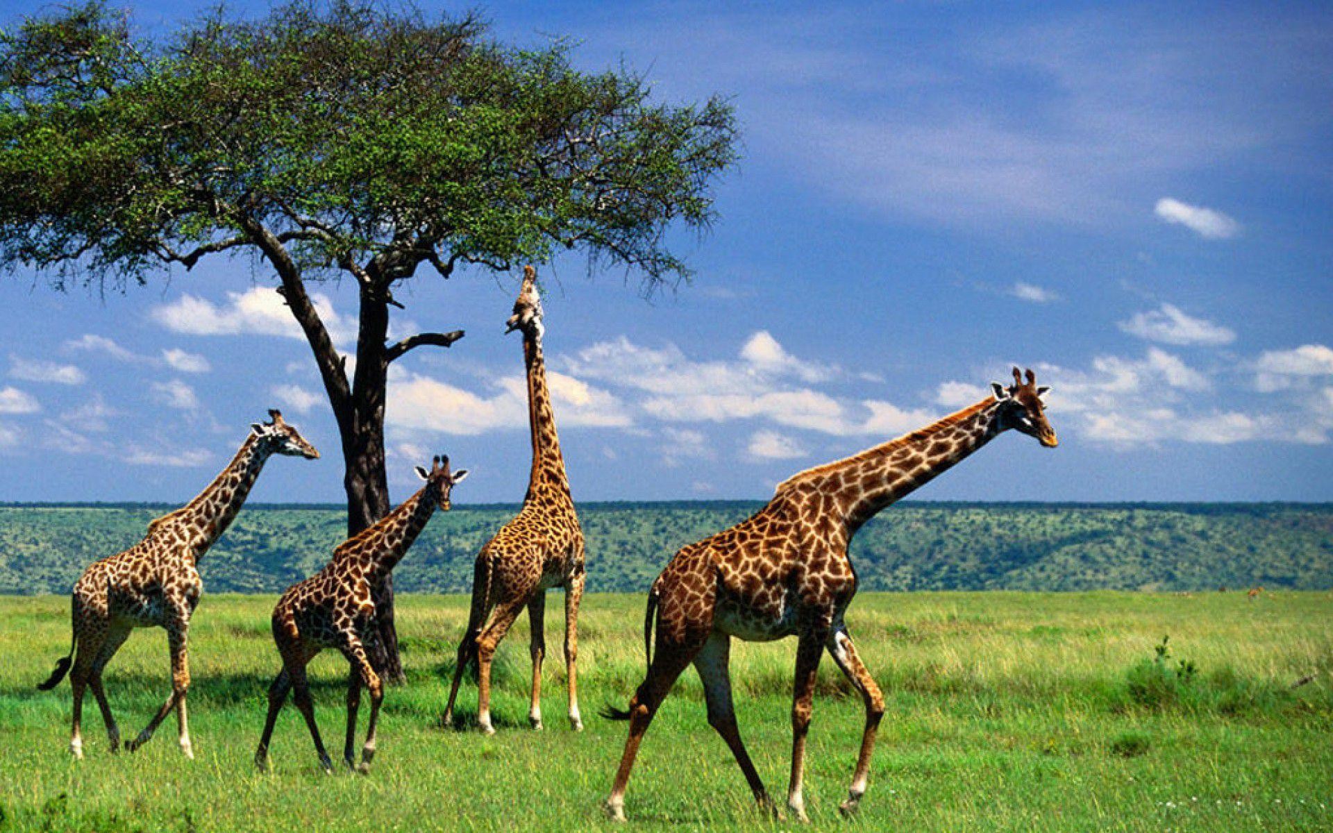 4 Days Wildlife Adventure
