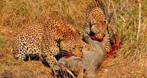 3 Days Lodge Safaris