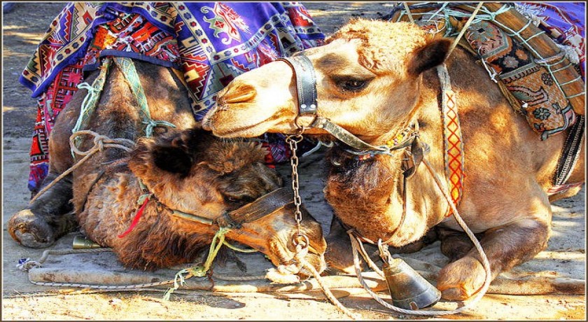 Tour pelo mercado de camelos de Birqash