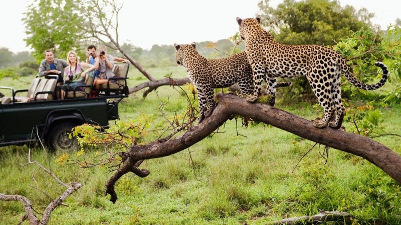 Kenya Safari – Nairobi Wildlife Experience