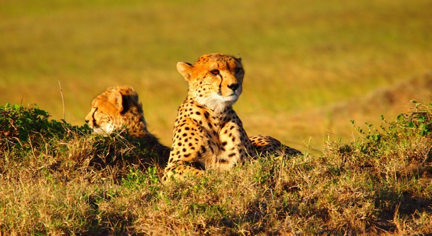 Safari Viajes Tanzania a Tarangire y el Lago Manyara