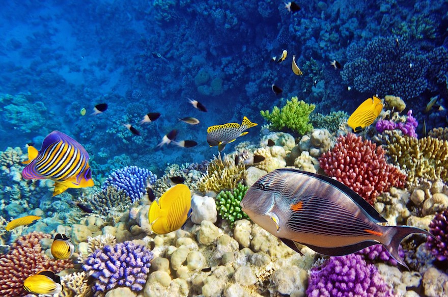 Cairo & Marsa Alam Cheap Holidays