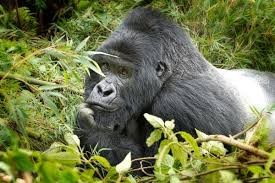 4 Days Wildlife Adventure