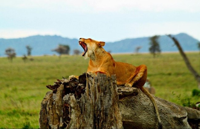 2 Days Safari Lodge Safari