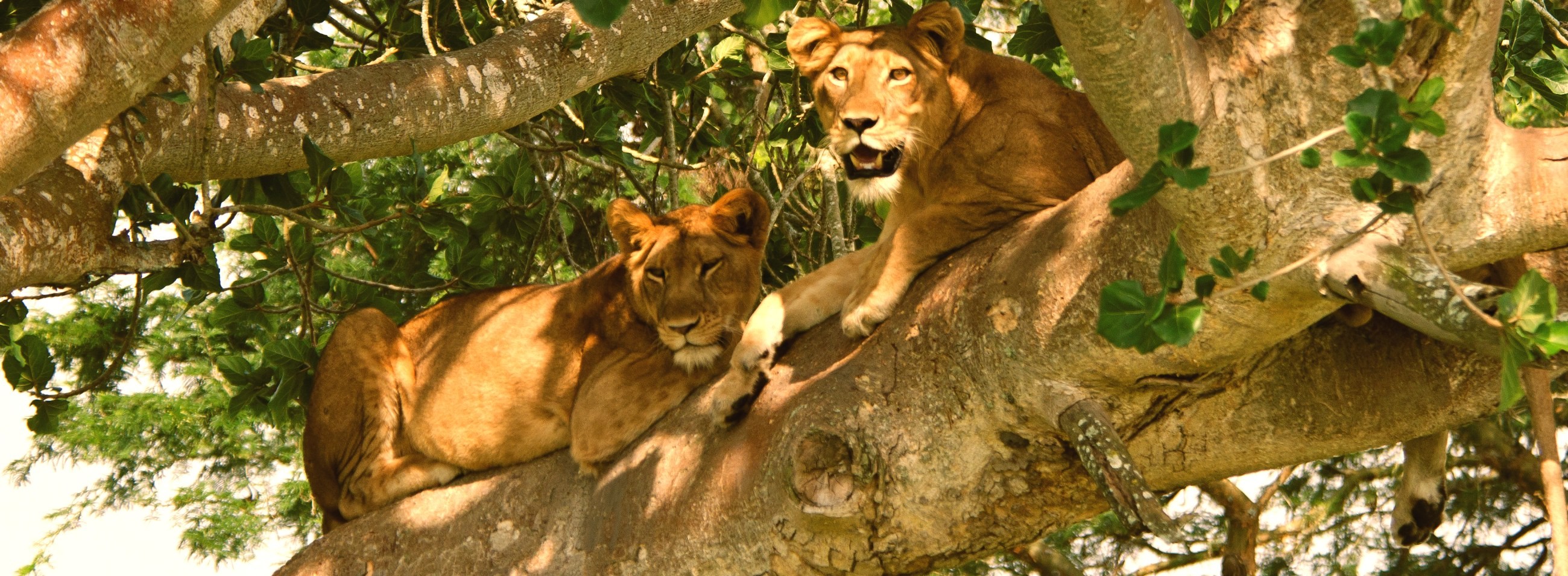 11 Days cultural and safari
