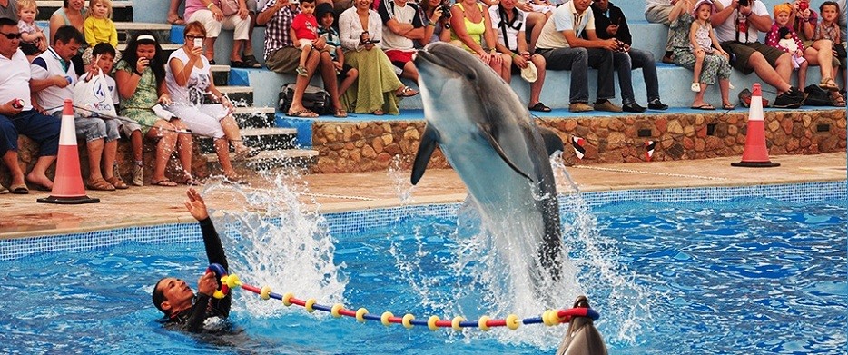 Tours Espectáculo de Delfina en Dahab
