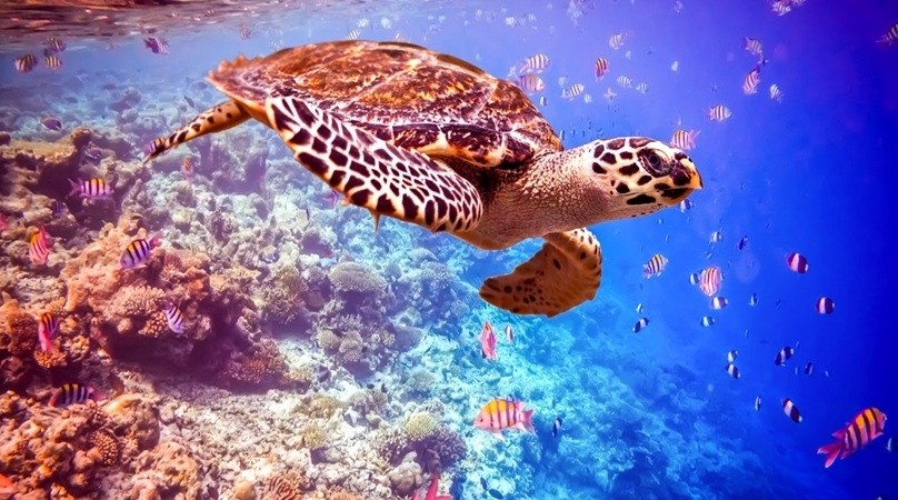 Hamata Island snorkeling tour from Marsa Alam