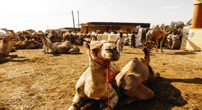 Tour pelo mercado de camelos de Birqash