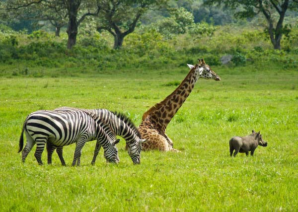 7 Days Crater Highland Safari