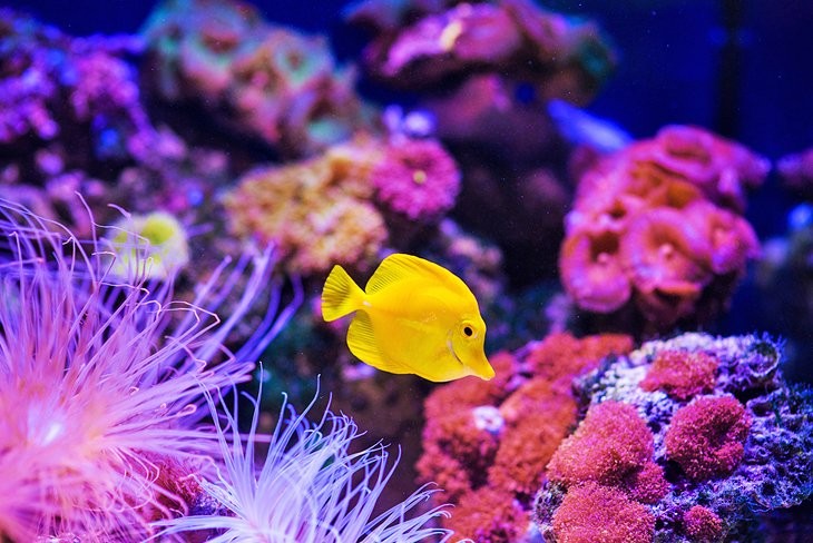 Ras Mohamed Tours in Sharm El Sheikh